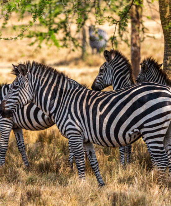 Zebras