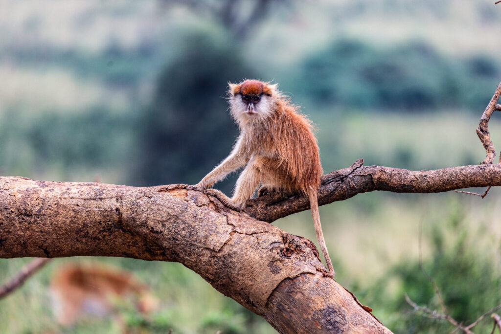 Uganda’s top 10 National Parks