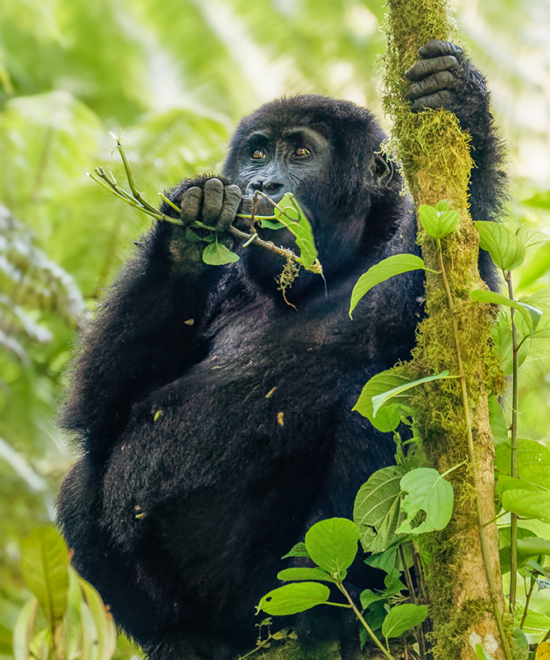 Wild Encounters: A 7-Day Wildlife Safari in Uganda