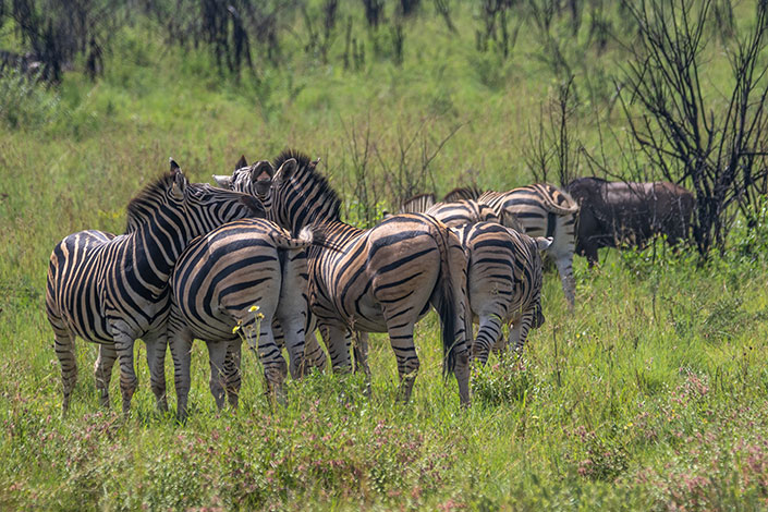 Wilderness Wonders: A 7 Day Safari through Queen Elizabeth National Park